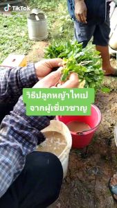 หญ้าไทเป ชุด10ตารางเมตร (5กิโลกรัม)