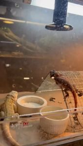 Reptile Pet Ceramic Heating Lamp No Light Far Infrared Heater Bulb Turtle Snake Lizard Chicken 100W