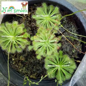(ส่งทั้งกระถาง 3 นิ้ว) ต้นหยาดน้ำค้าง Drosera Spatulata โทนสีเขียว สายพันธุ์ สปาตูลาต้า พืชดักจับแมลง น้ำหยาดเยื้ม ชอบความชื้น ชอบแดดใต้สแลนกรองแสง 50%