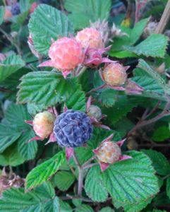 Anak Pokok Raspberry Rubus Parvifolius L. Sunshine Spreader