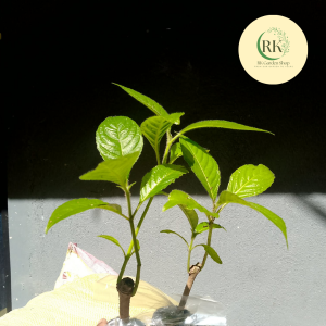 1PC BIG MADRE DE AGUA MADALI LANG ALAGAAN MASUSTANSYANG PAGKAIN NG BABOY