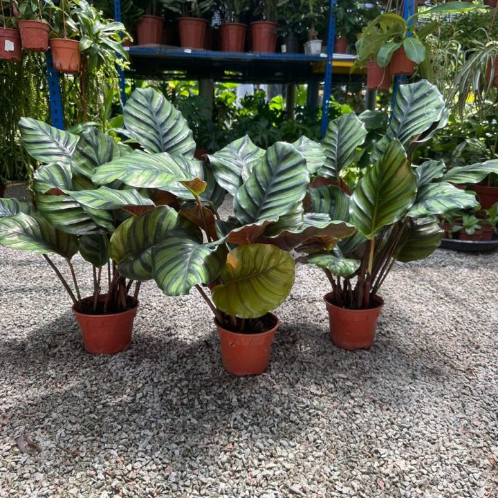 dracaena bicolor plant Explore Our Dracaena Dragon Tree Bicolor
