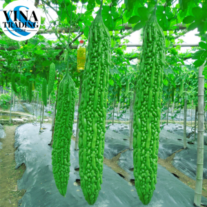 AMPALAYA LONG SEEDS( 10 Seeds ) - Long Green Variety / Bitter Gourd