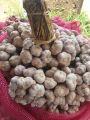 กระเทียมไทยกลีบม่วง ศรีสะเกษ 500 กรัม ครึ่งกิโลกรัม คัดพิเศษThai Garlic : 500 g. 