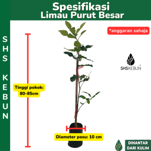 Pokok Limau Purut Pokok Herba Kaffir Lime Plant Citrus hystrix Live Plant Tumbuhan Hidup SHS Kebun