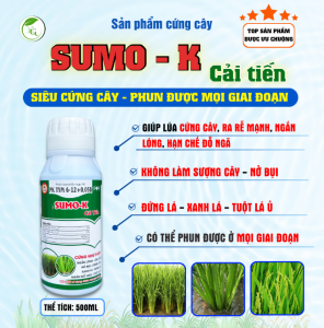 SUMO K Cải Tiến CHAI 500ML PHUN CHO 1HA-  ĐIỀU HÒA SINH TRƯỞNG TỐI ƯU CỨNG CÂY CHỐNG ĐỖ NGÃ GIÚP LÚA CỨNG CÂY CHỐNG ĐỖ NGÃ RA RỄ MẠNH NỞ BỤI XANH LÁĐỨNG LÁ TĂNG NĂNG SUẤT CÂY TRỒNG