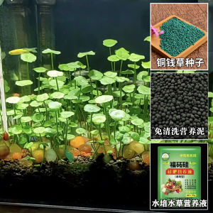 Hạt Giống Cây Thủy Sinh Chai Thủy Tinh Sinh Thái Hạt Giống Cây Thật Gói Trồng Trong Chậu Cây Xanh Thủy Canh Trang Trí Cỏ Bể Cá Cảnh Quan