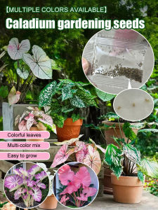 Garden Flower /Colorful Ornamental Caladium/Home Decor/Yard/Multiple Colors/For Hobbyists/Beginners