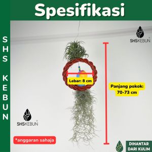 Pokok Udara Hiasan Burung Gantung Rotan Hanging Decoration Rattan Bird Air Plants Tillandsia Live Plant SHS Kebun