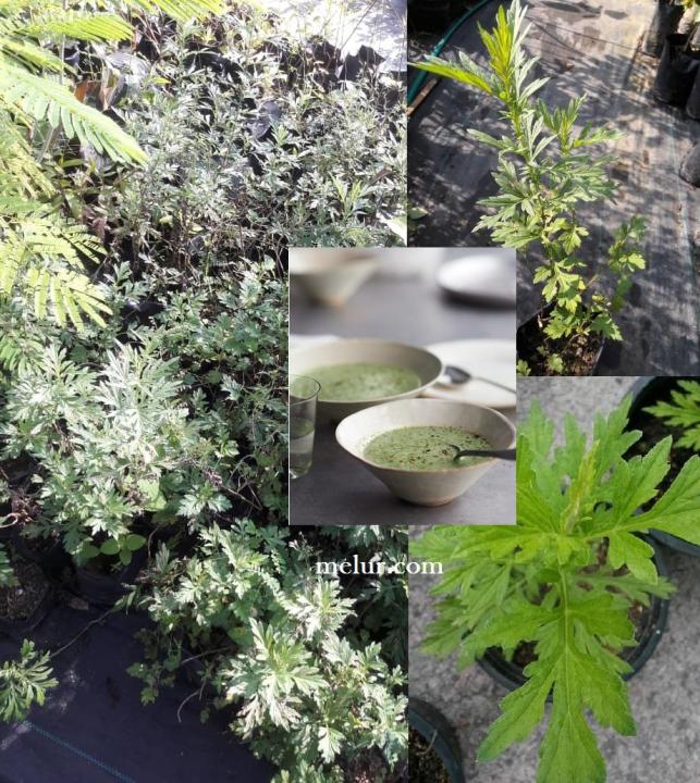 MDC Artemisia vulgaris sapling Anak pokok baru cina mugwort