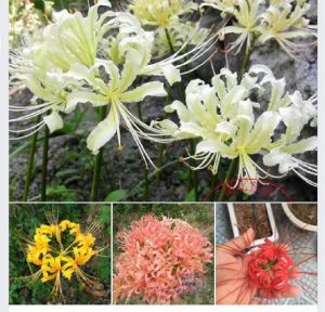 Bombo 4 củ hoa bỉ ngạn vàng đỏ hồng trắng-TẶNG kèm 4 viên nén ươm củ