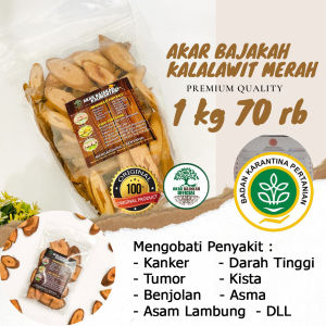 Akar Kayu Bajakah 1 kg Akar Bajakah Asli Kalimantan Jenis Kalalawit Merah Obat Herbal Kanker Miom Tumor Kista Benjolan