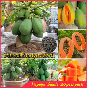 100% Original Sweet Dwarf Papaya Seeds for Planting Fruits (High Germination 20seeds/pack)-A629