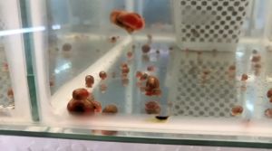 PROMOTION Apple snails tank cleaner 60 biji RM 25.00 berbaloi beli