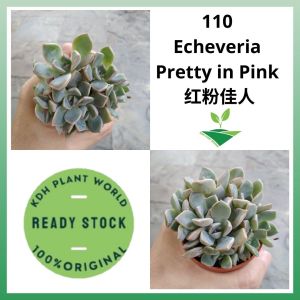 KDH Import Live Plant Succulent Pokok Hidup Cacti Kaktus Sukulen [Echeveria Pretty in Pink]
