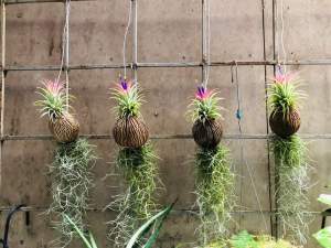 Cây không khí mini kim yến tóc tiên trong nhà làm sạch không gian mang tài lộc cho gia đình thích hợp mọi vị trí trong nhà | Minh Hân Garden