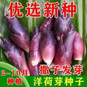 Multiple varieties of vegetable seeds with high germination rate easy to plant suitable for home balcony gardens 多品种蔬菜种子 高发芽率 易种植