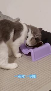 Raised Double Pet Bowl Stainless Steel Non Slip Anti Spill Elevated Feeder Neck Support Large Capacity For Cat Dog Home
