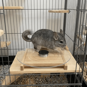 TEMPLE Silent Hamster Running Wheel Long-Lasting Glass Chinchilla Running Plate Creative with Wood Base Pet Exercise Toy for Gerbils