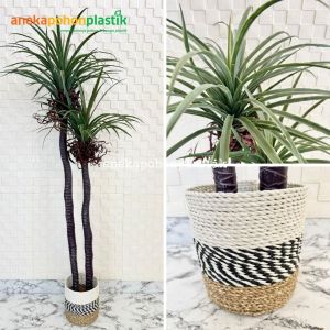 Pohon Hias Artificial Pohon Dracaena Tree Pohon Daun Pandan Bali X2 T160 Latex Cover Seagrass Variasi Warna Dekorasi Sudut Ruangan Hiasan Rumah Cafe