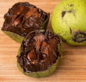 Bibit Tanaman Black Sapote hasil OKULASI Super Unggul