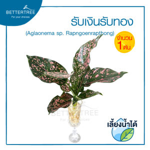 รับเงินรับทอง ต้นใหญ่ (จำนวน 1 ต้น)เลี้ยงน้ำได้ ต้นไม้ ไม้ฟอกอากาศ