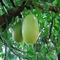Buah Maja Terbaik: Berat 2-3 Kg, Kenikmatan Buah yang Menggugah Selera!. 