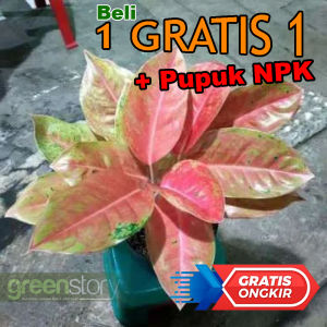 Aglonema Big Roy Mutasi  Thailand Daun Jumbo