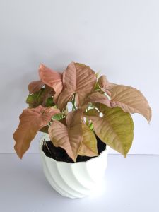 CÂY TRẦU BÀ HỒNG (cao 15cm) cây phong thủy hút tài lộc để bàn mini GIÁ RẺ lọc không khí Cây Tươi Nguyên CTN0310