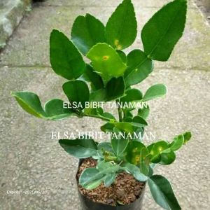 PROMO BIBIT JERUK PURUT SIAP TANAM (DAUNNYA BUAT MASAK) pembelian 5 pohon dapat 6 pohon
