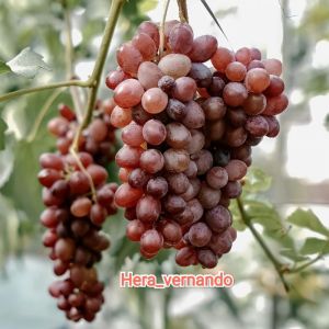 Bibit Anggur Import Jupiter Asli Grafting Super Genjah