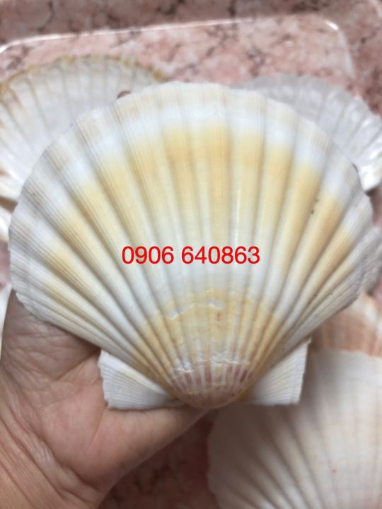 hàm map, filter và lambda trong python – lập... Vỏ Sò Điệp Nhật 10-10,5cm làm Chân nến phong cách Biển. Trang trí nhà ...