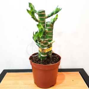 【Hot sales】TKL - CNY 2025  Bamboo/  Bamboo Pyramid 富贵竹/小丛林/金字塔竹