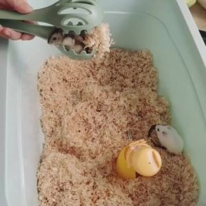 【Ship in 24H】仓鼠夹子捕鼠夹抓老鼠防抓咬手套清理笼子防咬神器用品全套Hamster clip mouse catch mouse anti-bite glovesfndfberer93my20260828