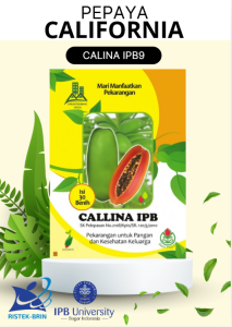 Benih Pepaya Calina IPB-9 ( isi 250 ) Bibit California Standat mutu