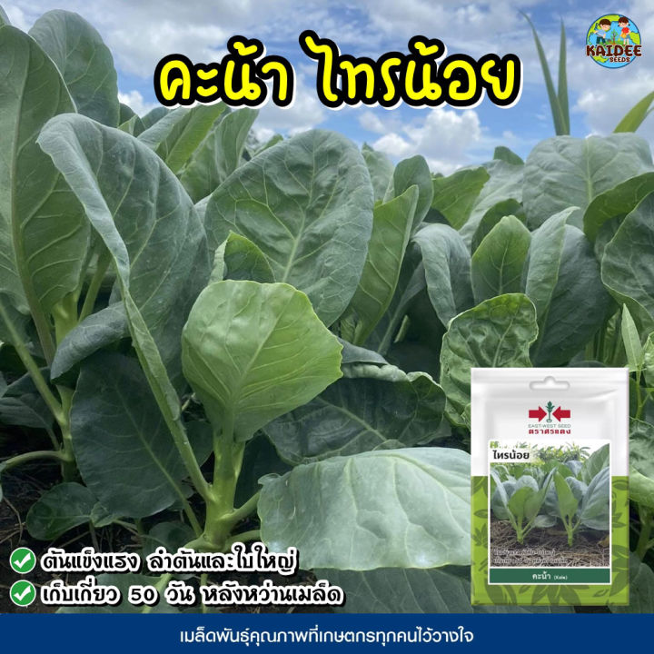 4 อันดับเมล็ดพันธุ์ผักสวนครัว ตราศรแดง ยี่ห้อไหนดี? อัปเดตปี 2025