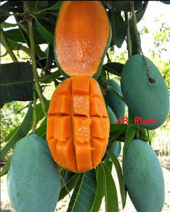 Bibit Mangga Harum Manis Super Okulasi Asli Original