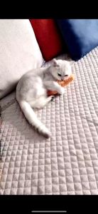 Đồ Chơi Cho Mèo Có Catnip Cỏ Mèo - Wemmy Pet Friend