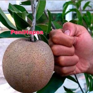 Bibit Sawo Jumbo Bisa Berbuah Dalam Pot