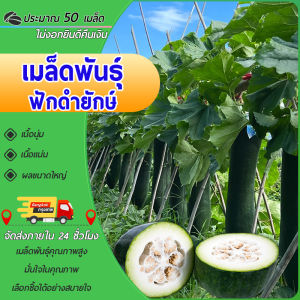 50เมล็ด เมล็ดพันธุ์ ฟักดำยักษ์ ฟักหอม ฟักเขียวเปลือกดำตอปิโด ฟักแฟง ปลูกง่าย ทานอร่อย ผลใหญ๋ยักษ์