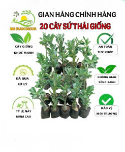 combo 20 cây sứ thái giống gửi nguyên chậu