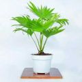 Tanaman Hias Palem Bintang -  Palm Sadeng - pohon hias hidup. 