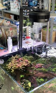 ĐÈN LED RỌI WRGB+UV KAOKUI KK70 pro có dimer và kết nối điện thoại cho bể cá cảnh thủy sinh