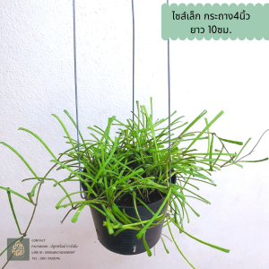 โฮย่าแมงมุม Hoya retusa โฮย่าแมงมุม ต้นไม้แขวนไม้ประดับ สไตล์มินิมอล