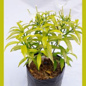 tanaman hias murah rembosa mini golden/saberna mini golden /rombusa mini golden(beli 10 gratis 1)