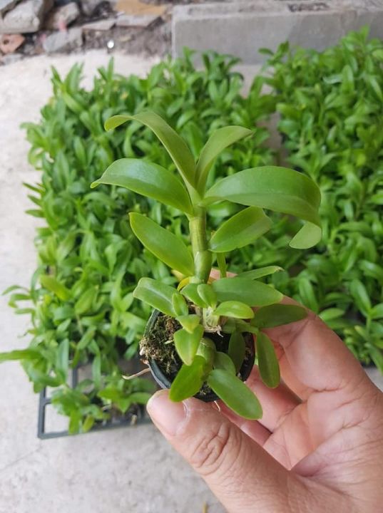 Phi điệp (Giả hạc) tím HÒA BÌNH hàng gieo hạt