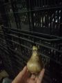 Củ hoa thủy tiên kép Hà Lan màu vàng nhụy đỏ. 