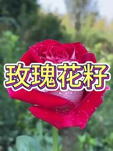 Perfume roses lawn flowers four-season vegetables and ornamental flowers are good