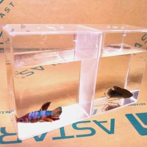 Soliter Akrilik / Soliter Cupang / Aquarium Akrilik Mini / Aquarium mini / 2 kamar 20 x 64 x 12 2mm