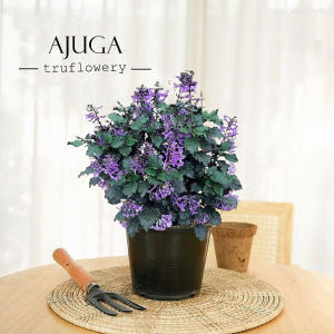 Ajuga Mona Lavender / Bugleweed / 莫纳熏衣草 Pokok Bunga Hidup 150mm Pot Live Plant Pokok Hiasan
